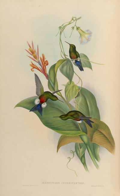 Eriocnemis cupreoventris door John Gould